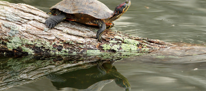 Turtle On The Log wallpaper 720x320