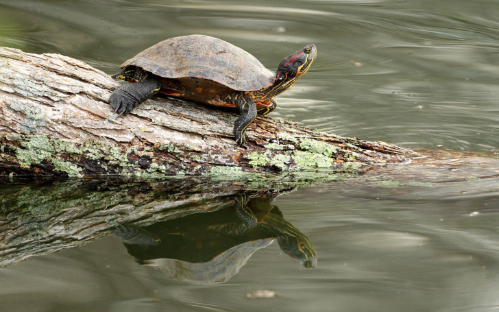 Обои Turtle On The Log