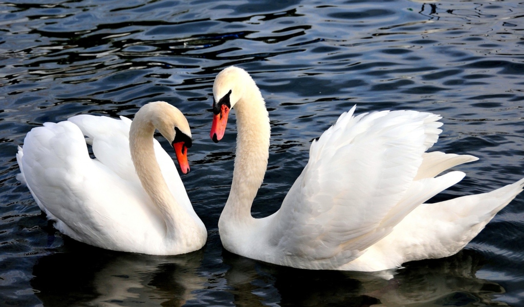 Das Two Beautiful Swans Wallpaper 1024x600