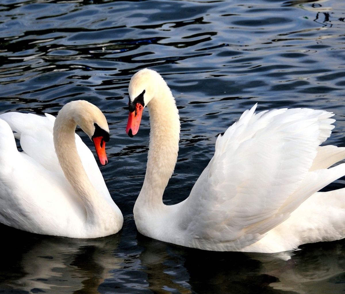 Fondo de pantalla Two Beautiful Swans 1200x1024