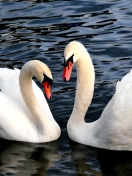 Two Beautiful Swans wallpaper 132x176