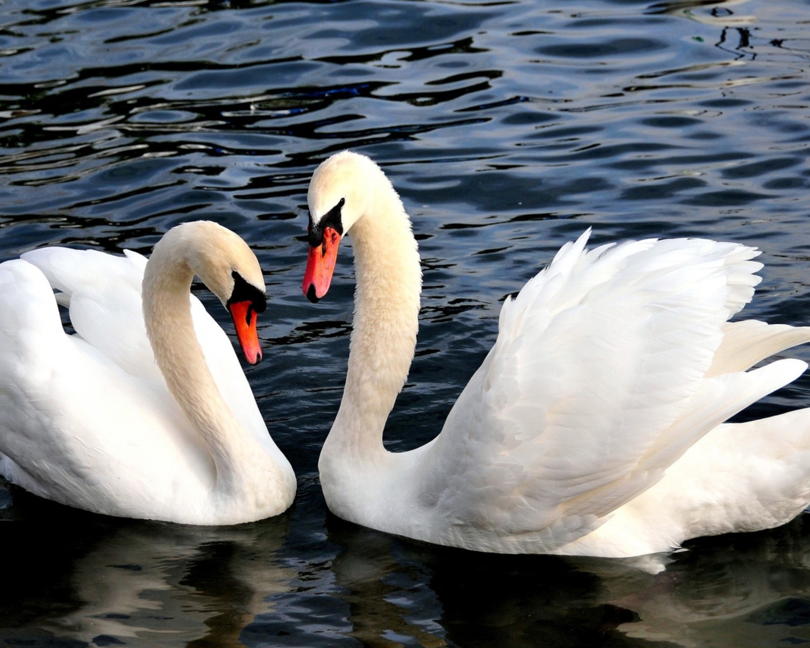 Fondo de pantalla Two Beautiful Swans 1600x1280