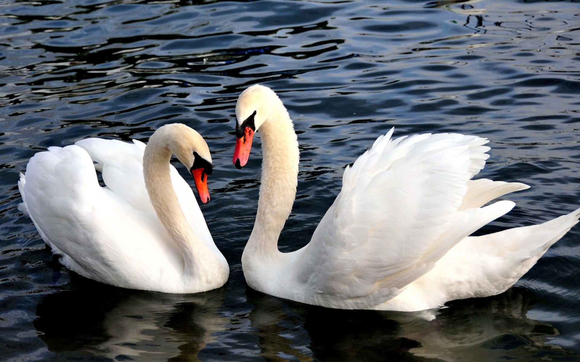 Das Two Beautiful Swans Wallpaper 1920x1200