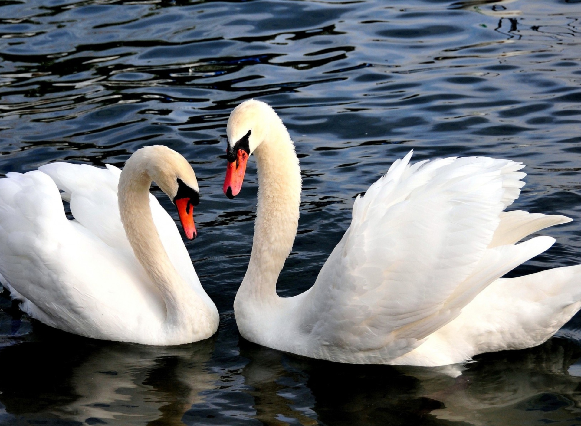 Das Two Beautiful Swans Wallpaper 1920x1408