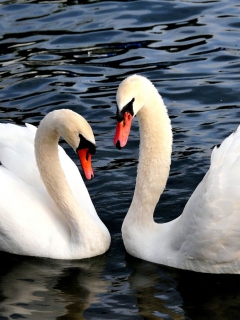 Two Beautiful Swans wallpaper 240x320