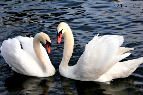 Fondo de pantalla Two Beautiful Swans 480x320
