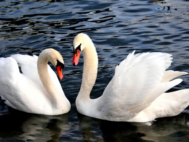 Sfondi Two Beautiful Swans 640x480