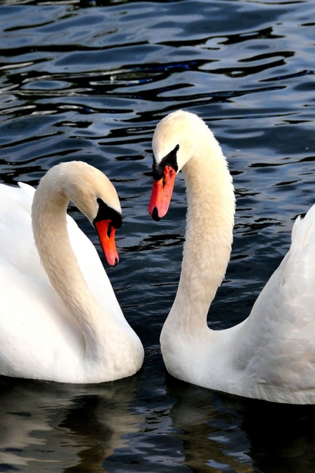Обои Two Beautiful Swans 640x960