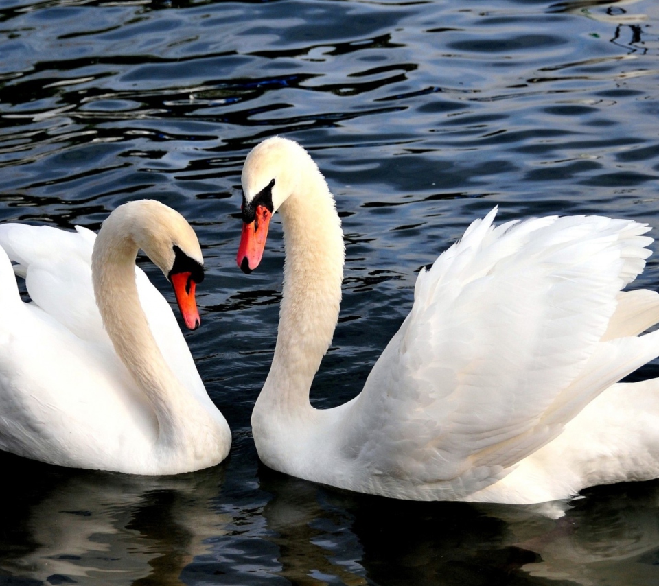 Das Two Beautiful Swans Wallpaper 960x854