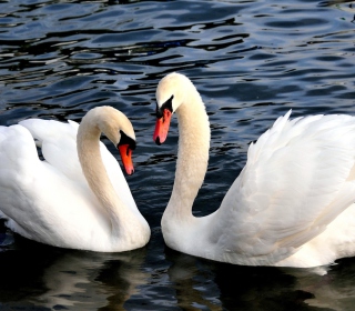 Two Beautiful Swans papel de parede para celular para iPad 2