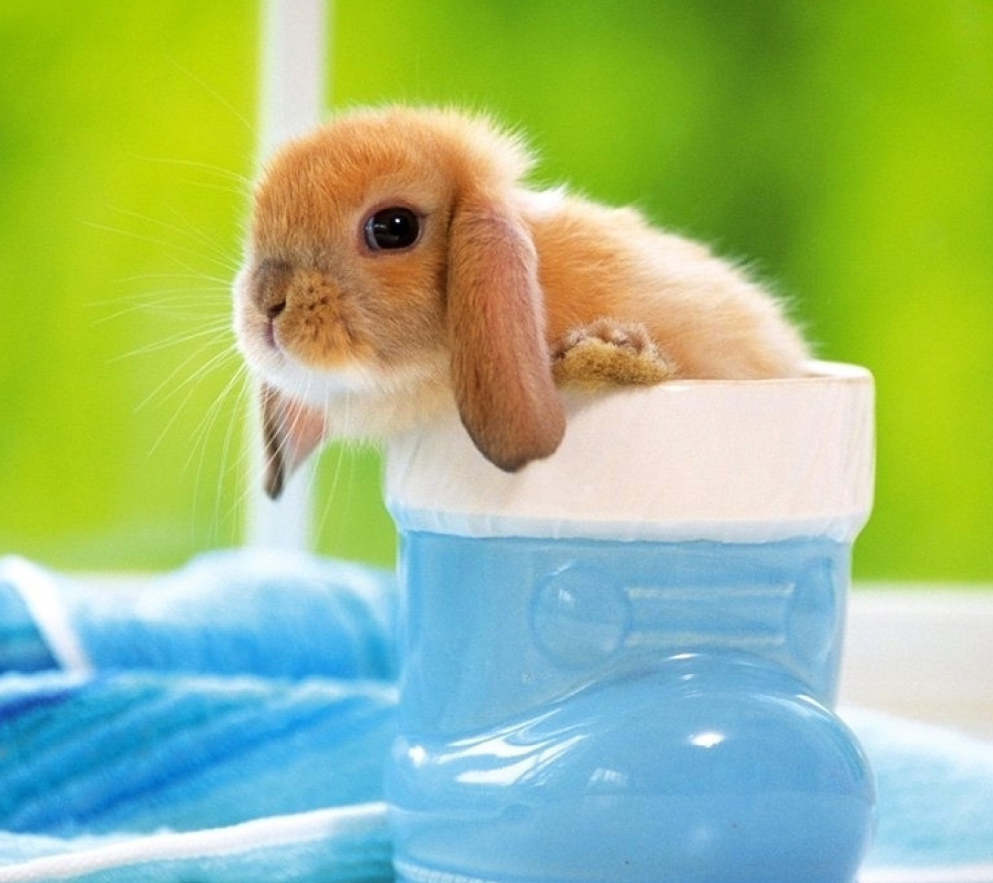 Little Bunny wallpaper 1440x1280