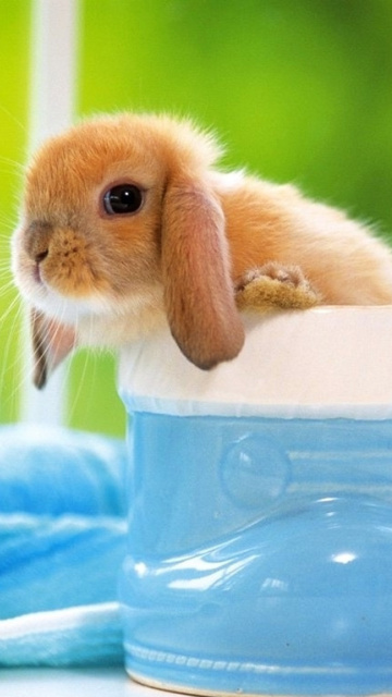 Little Bunny wallpaper 360x640