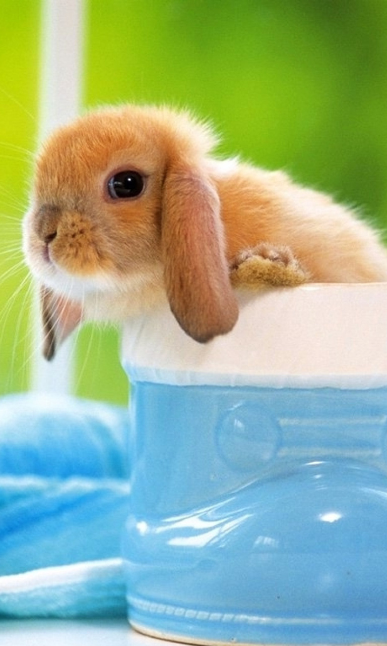 Das Little Bunny Wallpaper 768x1280