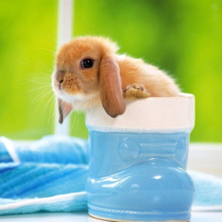 Little Bunny sfondi gratuiti per iPad Air