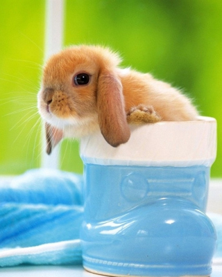 Little Bunny sfondi gratuiti per iPhone 4