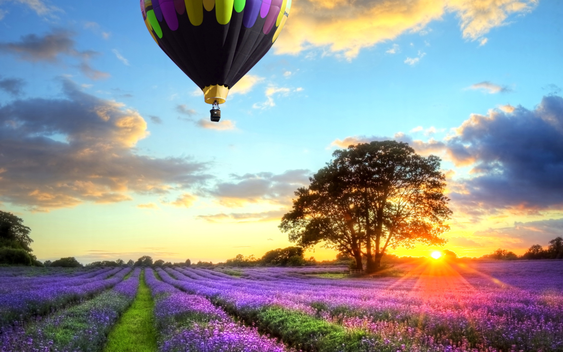 Fondo de pantalla Lavender Field 1920x1200