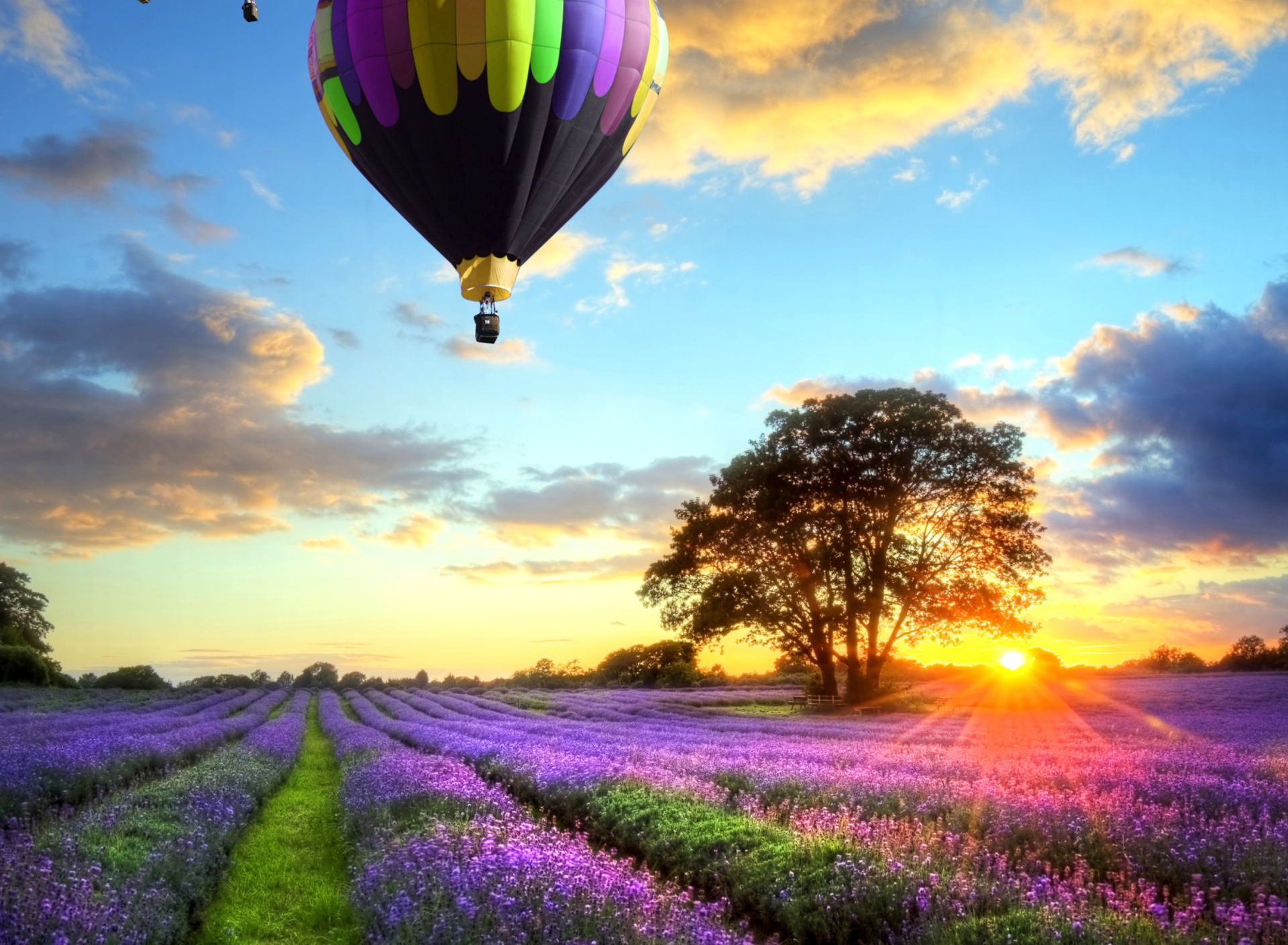 Fondo de pantalla Lavender Field 1920x1408