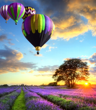 Lavender Field - Obrázkek zdarma pro Nokia Asha 309