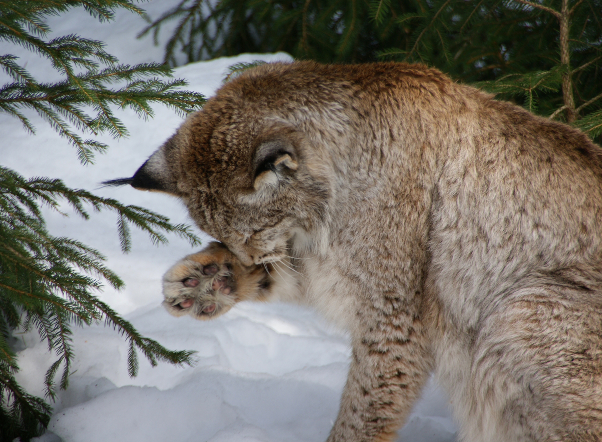 Screenshot №1 pro téma Eurasian Lynx 1920x1408