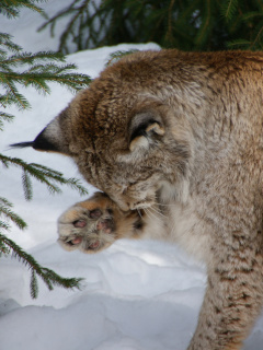 Eurasian Lynx screenshot #1 240x320