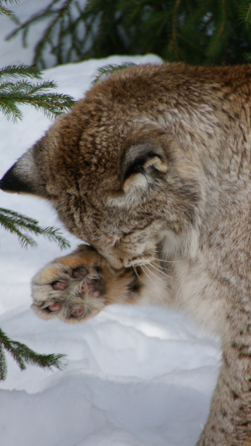 Eurasian Lynx screenshot #1 360x640