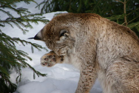 Sfondi Eurasian Lynx 480x320
