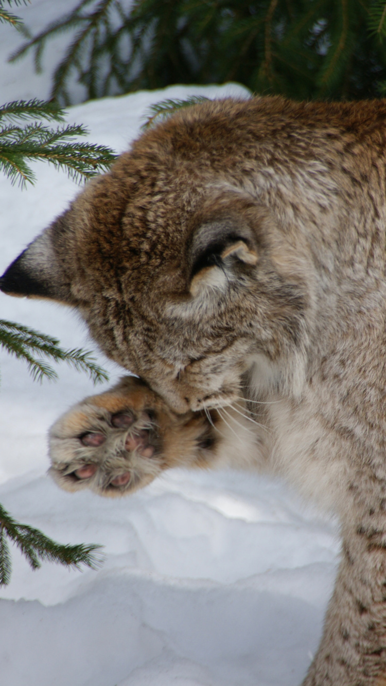 Fondo de pantalla Eurasian Lynx 750x1334