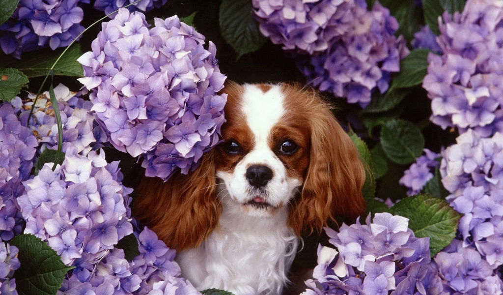 Lilac Puppy wallpaper 1024x600