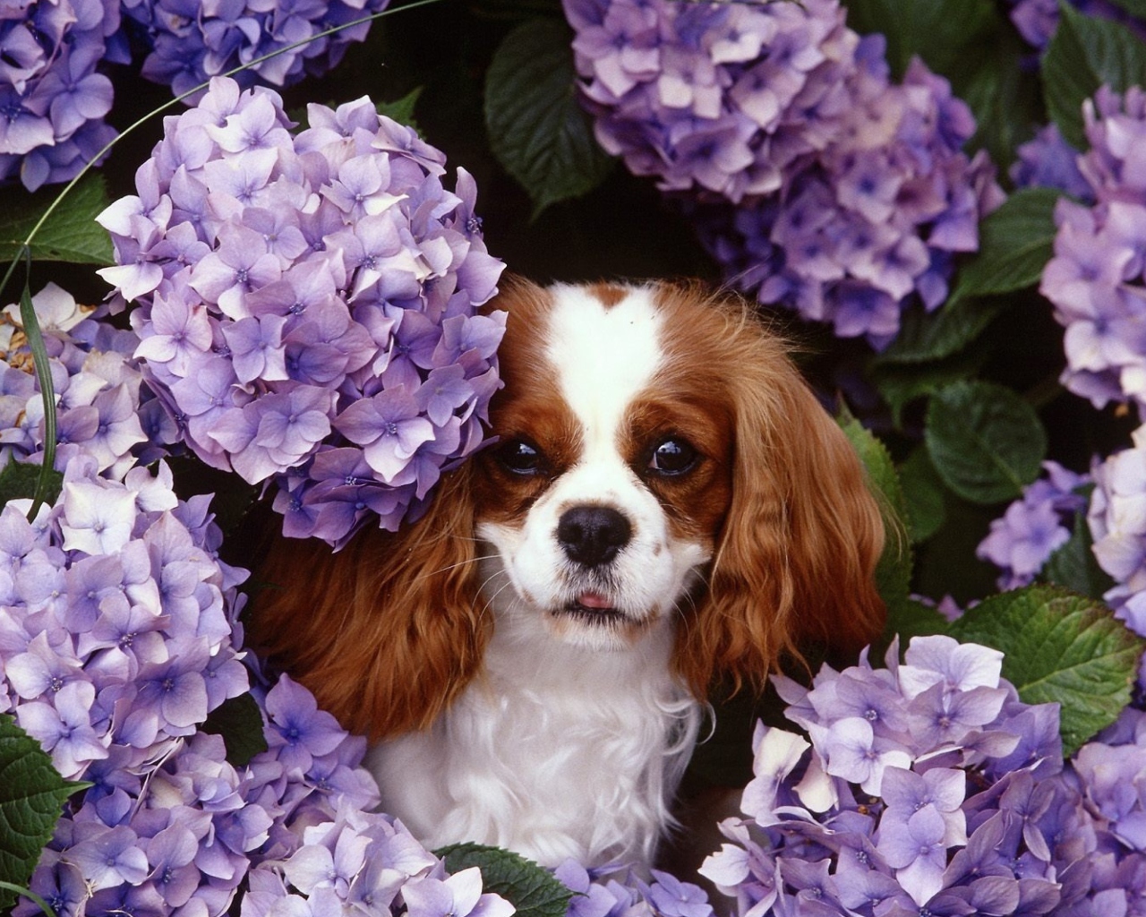 Screenshot №1 pro téma Lilac Puppy 1280x1024