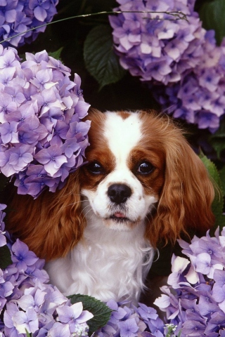 Fondo de pantalla Lilac Puppy 320x480
