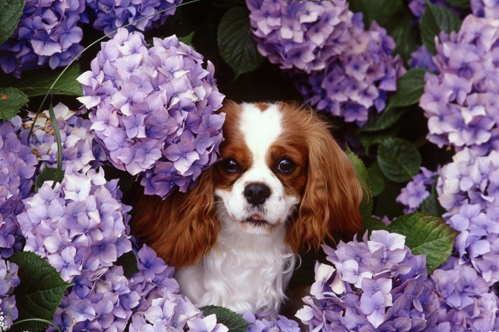 Lilac Puppy wallpaper