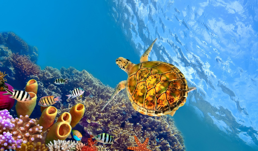 Sfondi Colorful Underwater World 1024x600