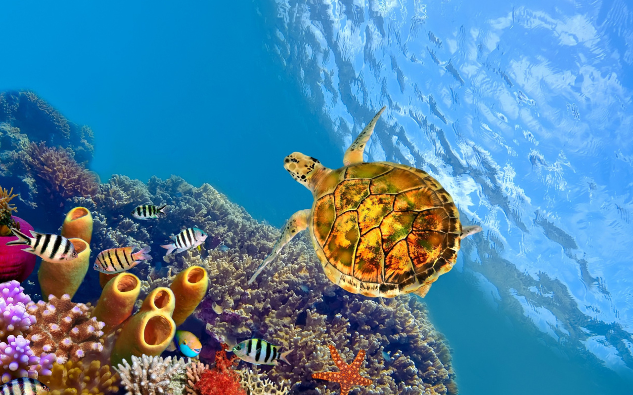 Das Colorful Underwater World Wallpaper 1280x800