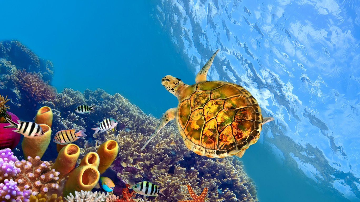 Sfondi Colorful Underwater World 1366x768