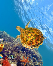 Das Colorful Underwater World Wallpaper 176x220