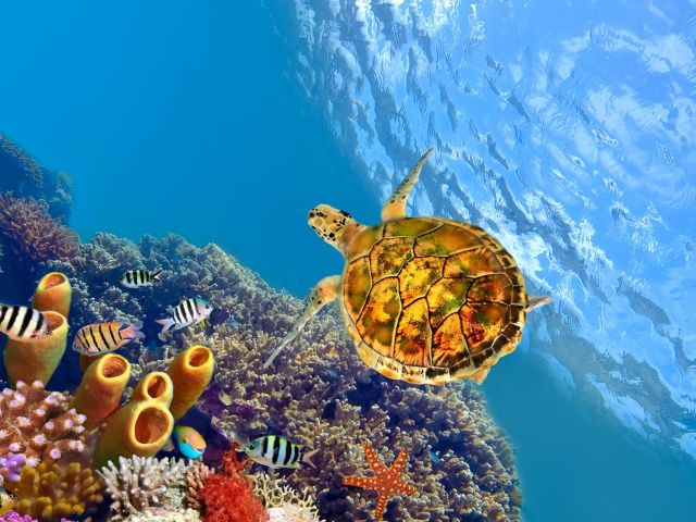 Colorful Underwater World wallpaper 640x480