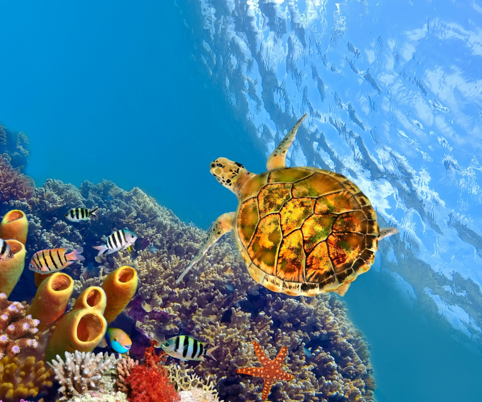 Das Colorful Underwater World Wallpaper 960x800