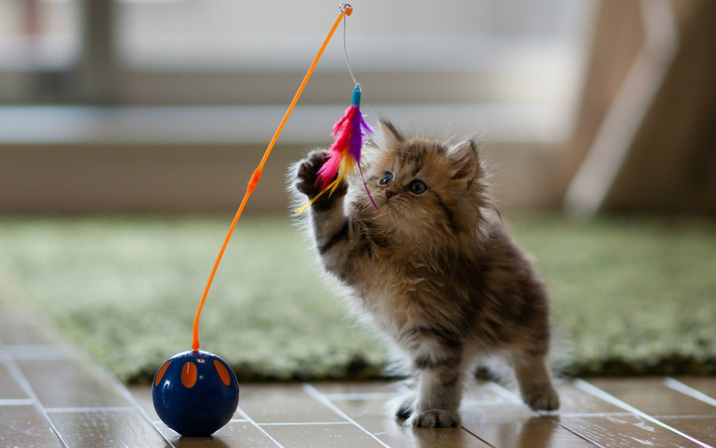 Обои Funny Kitten 1440x900