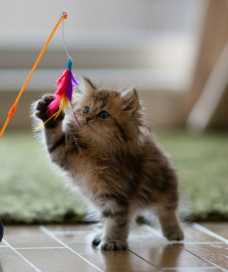 Funny Kitten - Obrázkek zdarma pro iPhone 5C