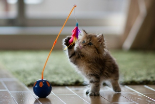 Funny Kitten - Obrázkek zdarma pro 1440x900