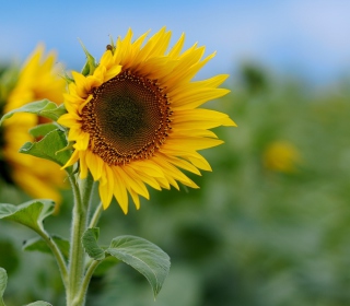 Sunflower - Obrázkek zdarma pro iPad 2