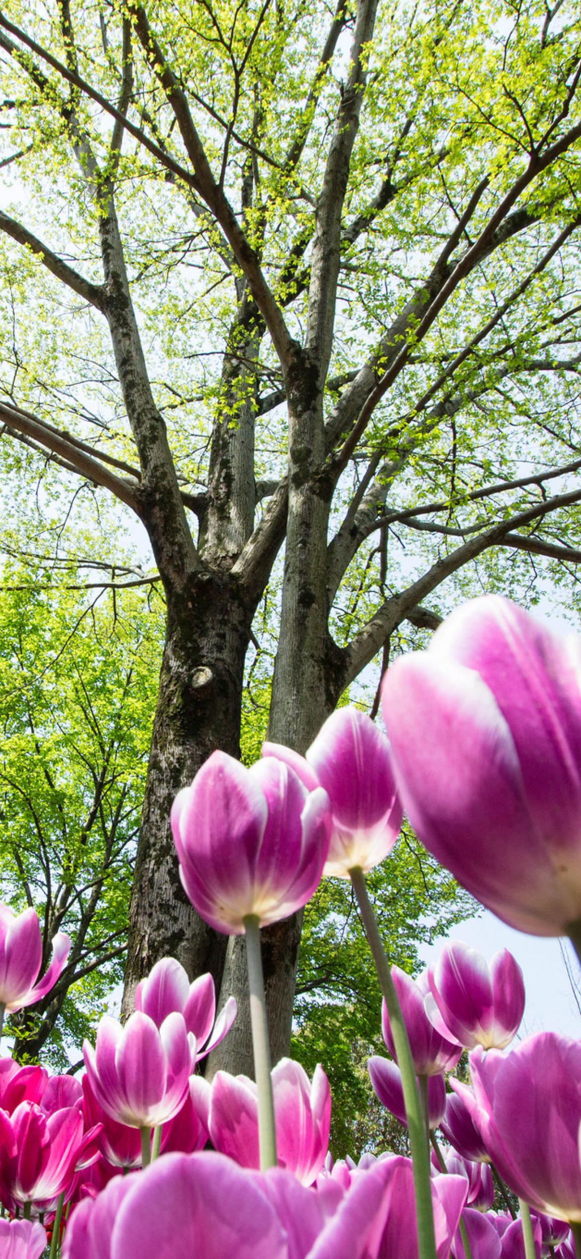 Bokeh Tulips Field wallpaper 1170x2532