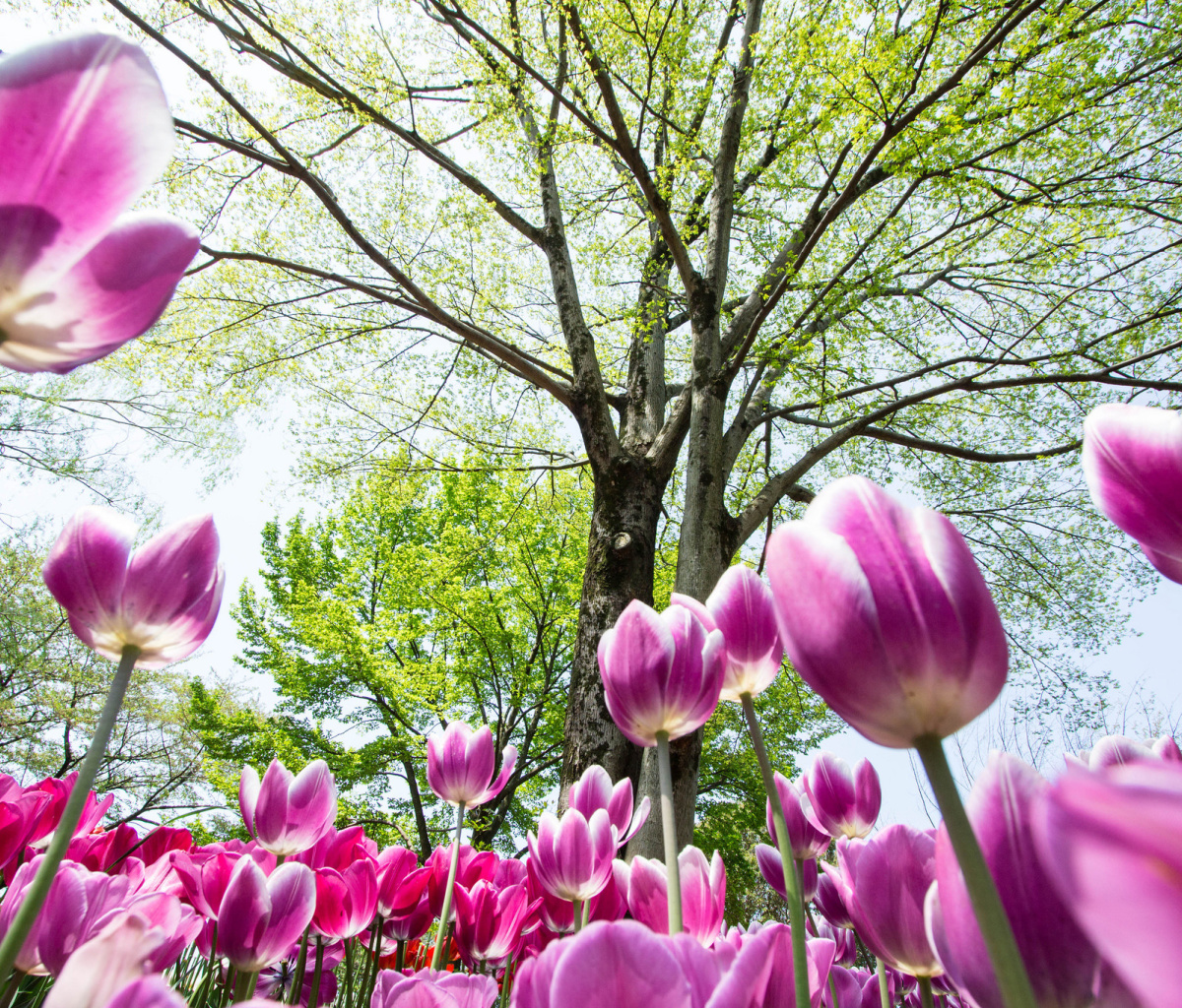 Bokeh Tulips Field wallpaper 1200x1024