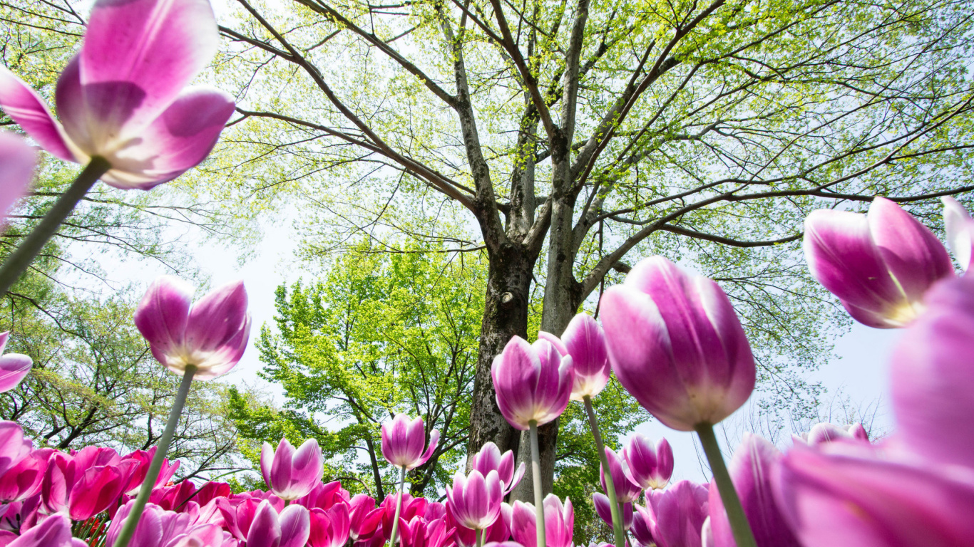 Bokeh Tulips Field wallpaper 1366x768