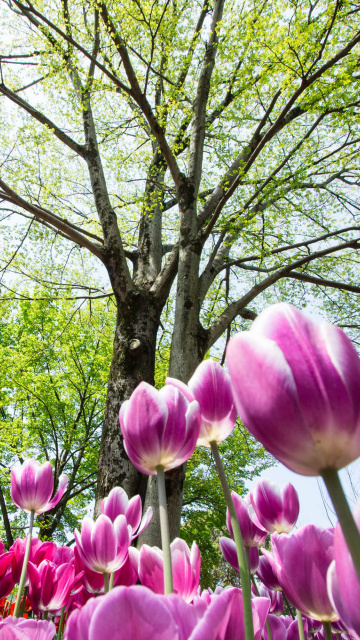 Das Bokeh Tulips Field Wallpaper 360x640