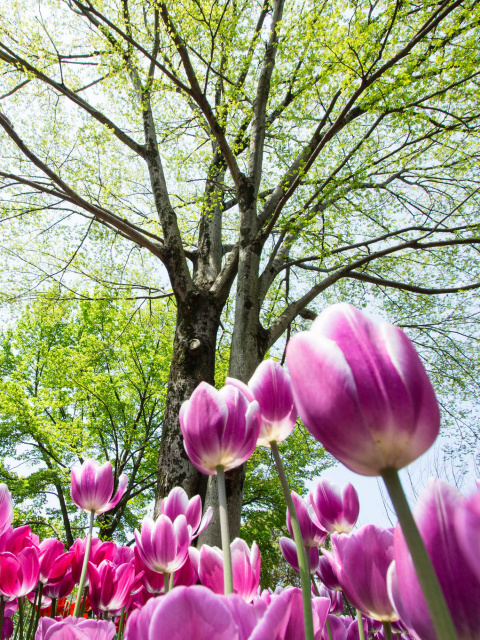 Bokeh Tulips Field screenshot #1 480x640