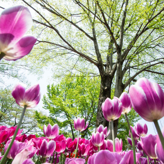 Bokeh Tulips Field - Fondos de pantalla gratis para iPad 3