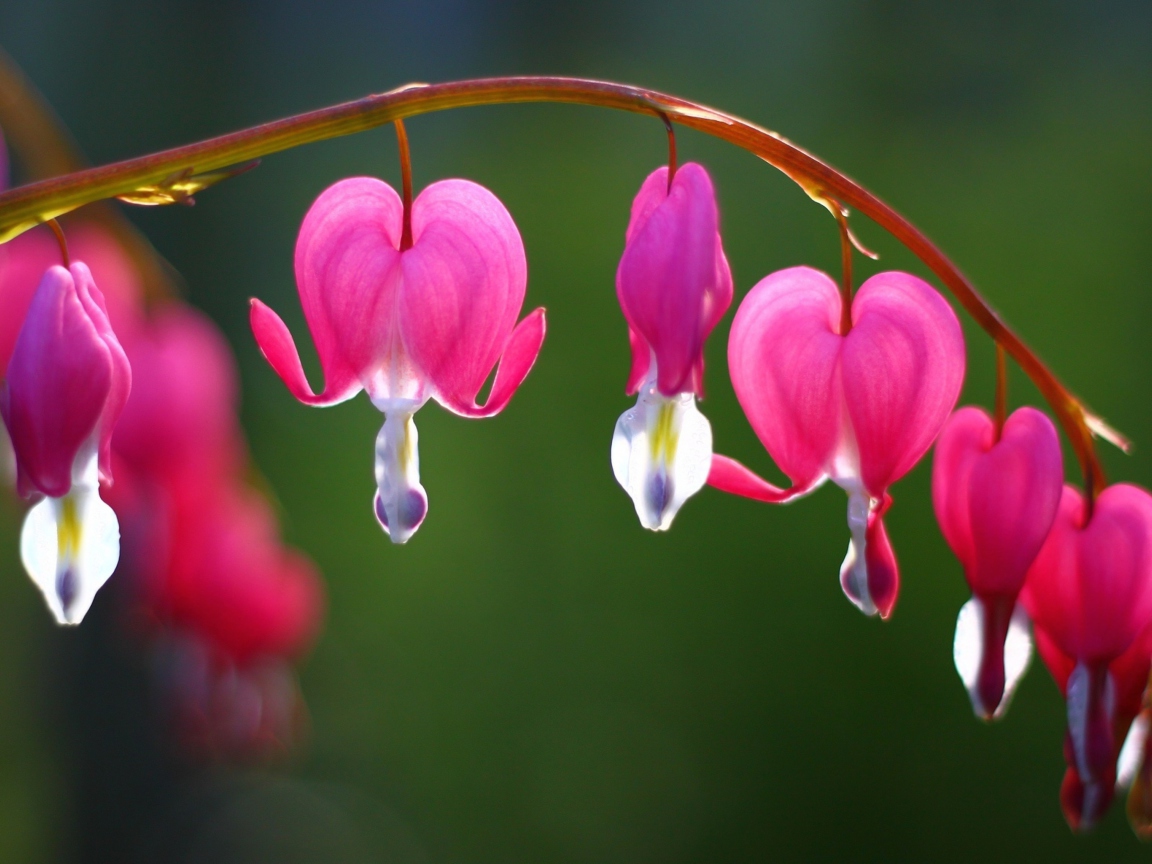 Screenshot №1 pro téma Flower Bleeding Heart 1152x864