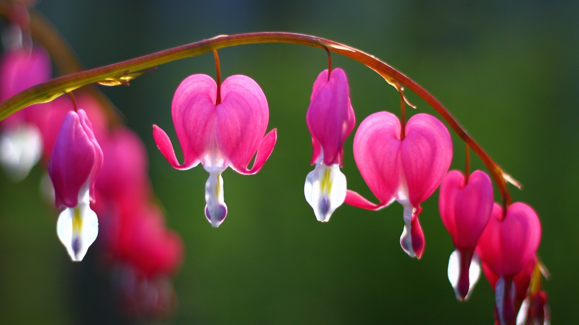 Screenshot №1 pro téma Flower Bleeding Heart 1920x1080