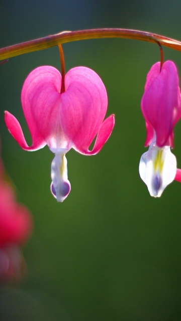 Flower Bleeding Heart wallpaper 360x640